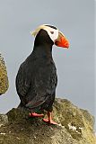 Tufted Puffin